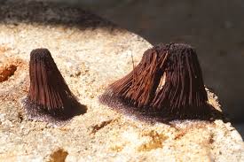 Attēlu rezultāti vaicājumam “Stemonitis sp.”