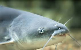 Image result for Ictalurus furcatus
