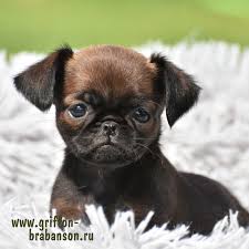 Image result for brüsseler giffon