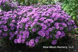 Image result for Aster novae-angliae