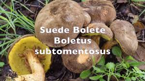 Attēlu rezultāti vaicājumam “Xerocomus subtomentosus”