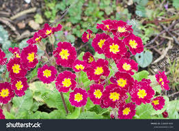 Attēlu rezultāti vaicājumam “Primula x polyantha flower”