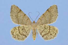 Attēlu rezultāti vaicājumam “Macaria signaria”