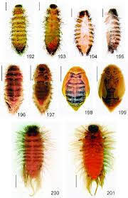 Attēlu rezultāti vaicājumam “Anthrenus sp. larva”