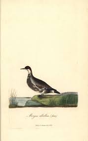 Attēlu rezultāti vaicājumam “Mergus albellus”