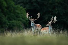 Attēlu rezultāti vaicājumam “Dama dama”