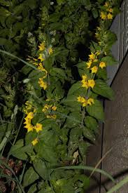 Attēlu rezultāti vaicājumam “Lysimachia vulgaris fruit”