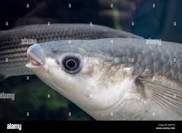 Image result for Chelon labrosus