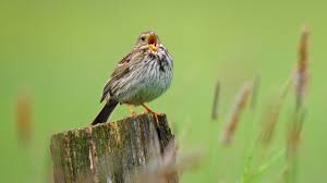 Image result for Emberiza calandra