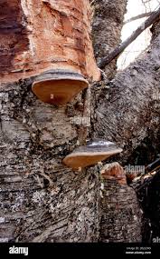 Attēlu rezultāti vaicājumam “Phellinus nigricans”