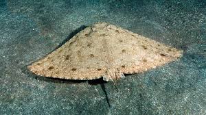 Image result for Gymnura altavela