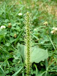 Attēlu rezultāti vaicājumam “Plantago major flower”