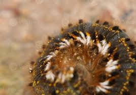 Attēlu rezultāti vaicājumam “Euthrix potatoria”