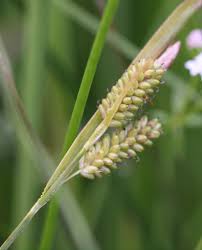 Attēlu rezultāti vaicājumam “Carex pallescens”
