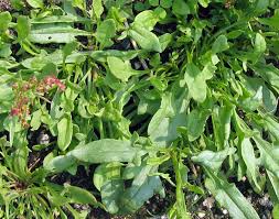 Attēlu rezultāti vaicājumam “Rumex acetosa bud”