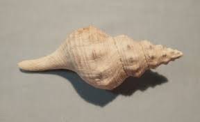 Image result for Triplofusus giganteus