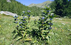 Attēlu rezultāti vaicājumam “Gentiana cruciata flower”