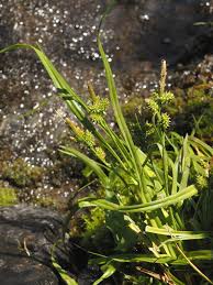 Attēlu rezultāti vaicājumam “Carex viridula flower”
