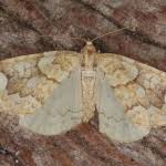 Attēlu rezultāti vaicājumam “Eulithis populata”