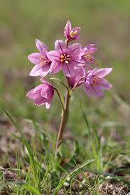 Attēlu rezultāti vaicājumam “Liliaceae”