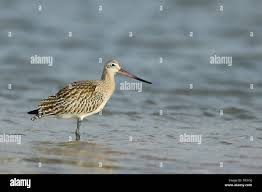 Attēlu rezultāti vaicājumam “Limosa lapponica”