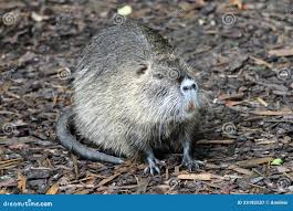 Attēlu rezultāti vaicājumam “Ondatra zibethicus”