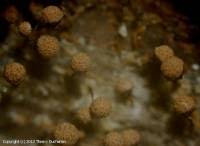 Attēlu rezultāti vaicājumam “Cribraria piriformis”