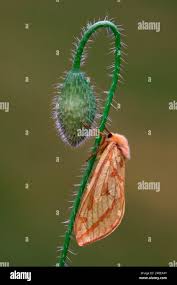 Attēlu rezultāti vaicājumam “Hepialus humuli female”