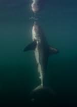 Image result for Lamna ditropis