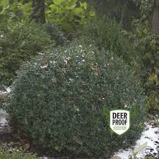 Attēlu rezultāti vaicājumam “Buxus sempervirens”