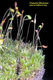 Attēlu rezultāti vaicājumam “Funariales”