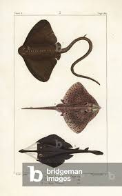 Image result for Raja clavata