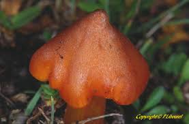 Attēlu rezultāti vaicājumam “Hygrocybe pseudoconica”
