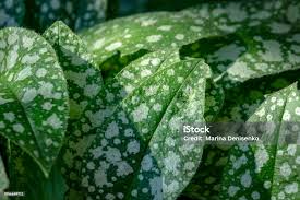 Attēlu rezultāti vaicājumam “Pulmonaria saccharata leaf”