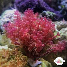 Attēlu rezultāti vaicājumam “Lycogala botrydium macro”