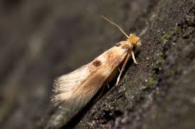 Attēlu rezultāti vaicājumam “Bucculatricidae”