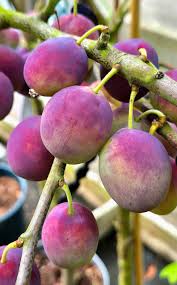 Attēlu rezultāti vaicājumam “Prunus domestica subsp. domestica fruit”