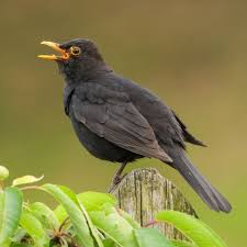 Attēlu rezultāti vaicājumam “Turdus merula male”