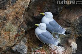 Attēlu rezultāti vaicājumam “Rissa tridactyla”