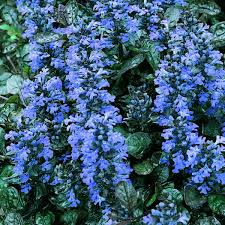 Attēlu rezultāti vaicājumam “Ajuga pyramidalis leaf”