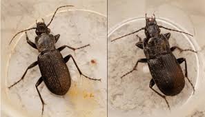 Attēlu rezultāti vaicājumam “Pterostichus niger”