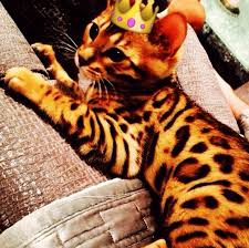 Image result for Essex Leopards