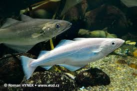 Image result for Pollachius pollachius