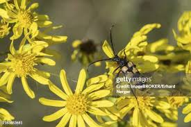 Attēlu rezultāti vaicājumam “Leptura annularis”