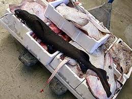 Image result for Dalatias licha