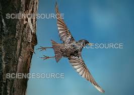 Attēlu rezultāti vaicājumam “Sturnus vulgaris nest”