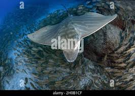 Image result for Aetomylaeus bovinus