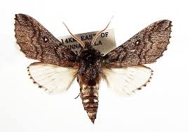 Attēlu rezultāti vaicājumam “Brachycera”