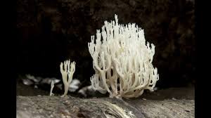 Attēlu rezultāti vaicājumam “Ramariopsis kunzei”