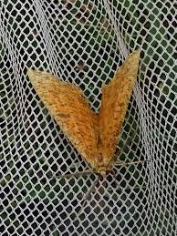 Attēlu rezultāti vaicājumam “Angerona prunaria”